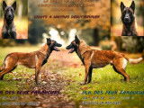 10 chiots Berger Belge Malinois LOF à réserver, nés en janvier 2026