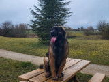 Mâle Leonberg disponible pour saillie