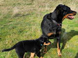 À réserver, 3 chiots Beauceron de décembre 2025 (non LOF)