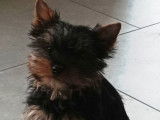 1 chiot mâle Yorkshire LOF mis en vente