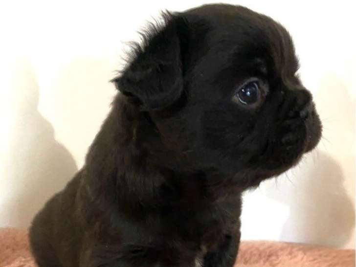 1 mâle Bouledogue Français, né en janvier 2026
