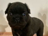 1 mâle Bouledogue Français, né en janvier 2026