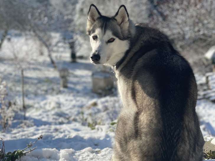Mâle Husky Sibérien de 4 ans à donner