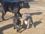 2 mâles Staffordshire Bull Terrier LOF, nés en décembre 2025