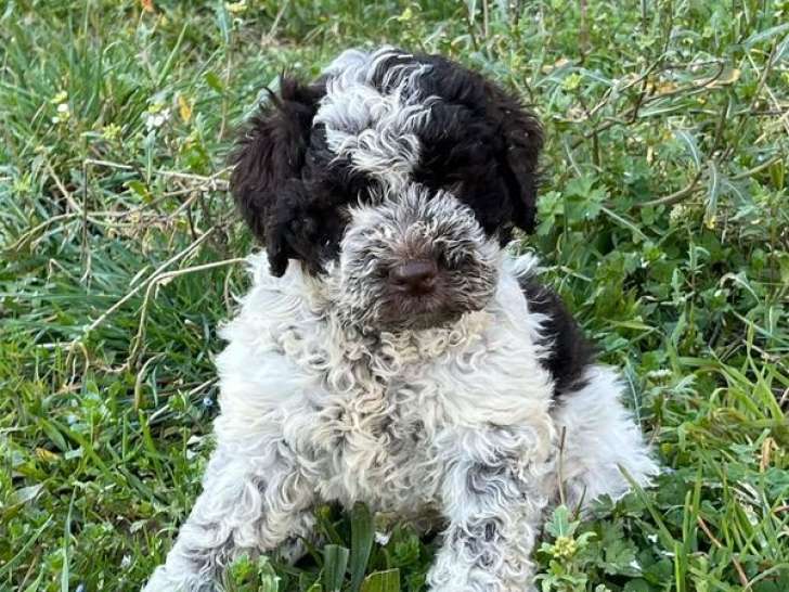 À réserver, chiots mâles Lagotto Romagnolo nés en décembre 2025 (non LOF)