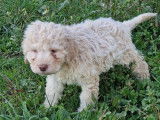 À réserver, chiots mâles Lagotto Romagnolo nés en décembre 2025 (non LOF)