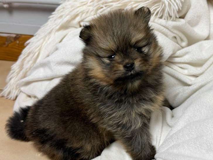 À réserver, 4 femelles Spitz LOF nées en janvier 2026