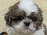 Mise en vente de 5 mâles Shih Tzu tricolores, nés en décembre 2025
