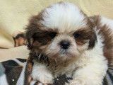 Mise en vente de 5 mâles Shih Tzu tricolores, nés en décembre 2025