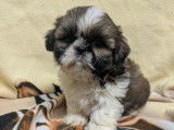 Mise en vente de 5 mâles Shih Tzu tricolores, nés en décembre 2025