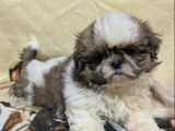 Mise en vente de 5 mâles Shih Tzu tricolores, nés en décembre 2025