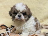 Mise en vente de 5 mâles Shih Tzu tricolores, nés en décembre 2025