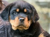 Chiot Rottweiler LOF à vendre