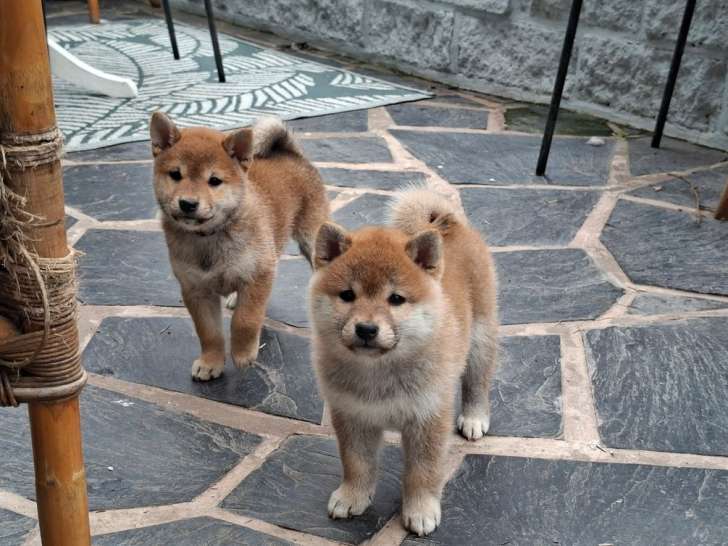 3 chiots Shiba Inu LOF à vendre, nés en décembre 2025