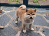 3 chiots Shiba Inu LOF à vendre, nés en décembre 2025