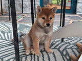 3 chiots Shiba Inu LOF à vendre, nés en décembre 2025