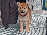 3 chiots Shiba Inu LOF à vendre, nés en décembre 2025