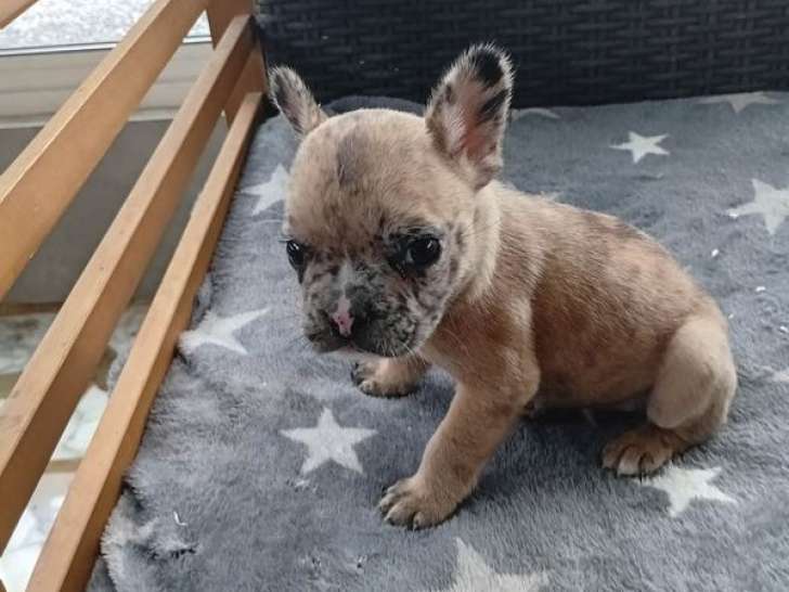 À réserver, 5 chiots Bouledogue Français nés en janvier 2026 (non LOF)