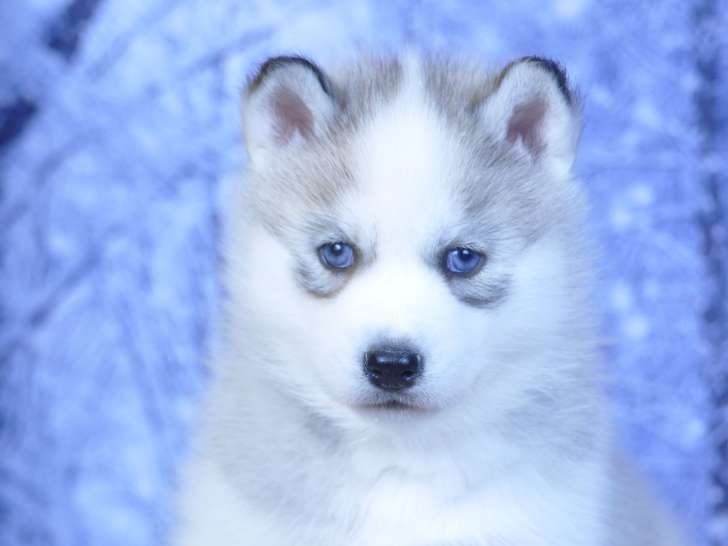 Superbes chiots Husky LOF à vendre
