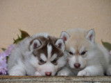 Superbes chiots Husky LOF à vendre