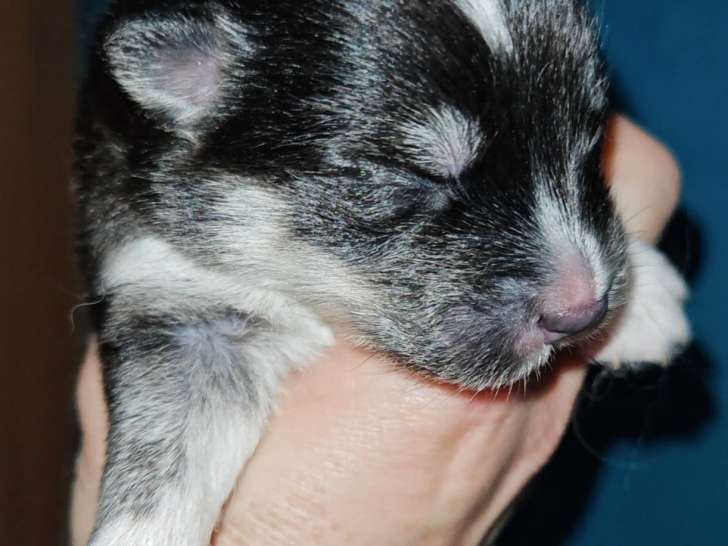 Chiots Pomsky F5 toy à vendre