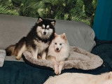 Chiots Pomsky F5 toy à vendre
