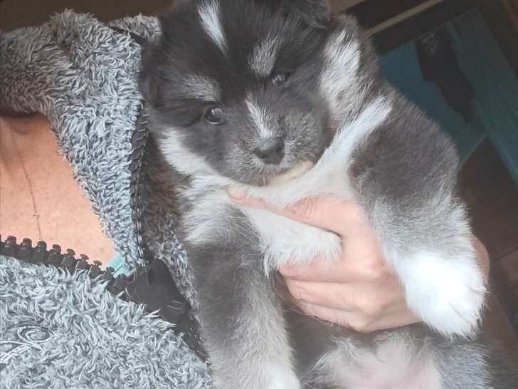 Chiots Pomsky F5 toy à vendre