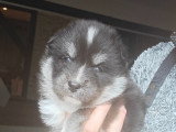 Chiots Pomsky F5 toy à vendre
