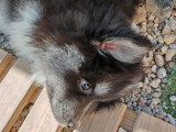 Chiots Pomsky F5 toy à vendre