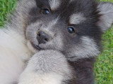 Chiots Pomsky mini ligné russe/us