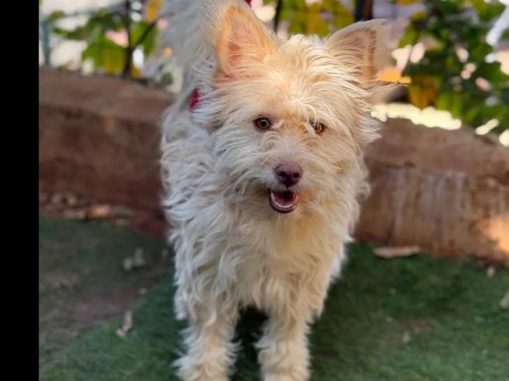 À adopter : chienne beige de 3 ans