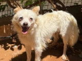 À adopter : chien blanc et beige de 2 ans