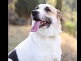 Disponible à l’adoption : chien blanc de 5 ans