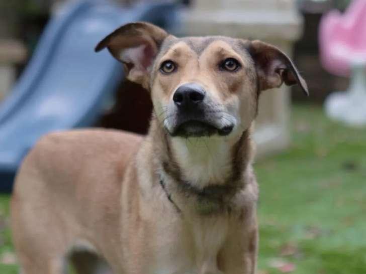 En quête d’un foyer : chienne marron d’un an