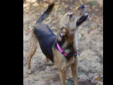 Adoption disponible : chienne noire et feu