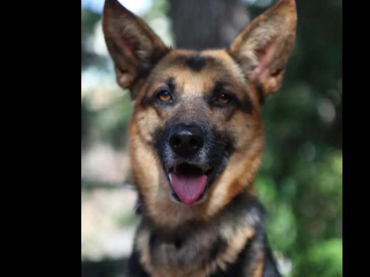 À la recherche d’une famille : chienne Berger Allemand de 5 ans