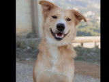 En quête d’un foyer : chien de couleur beige