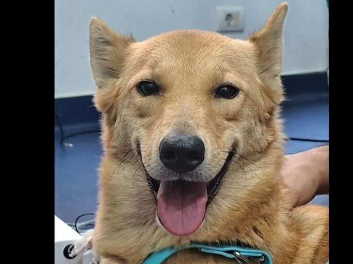 À adopter : chienne beige de 3 ans pleine de joie