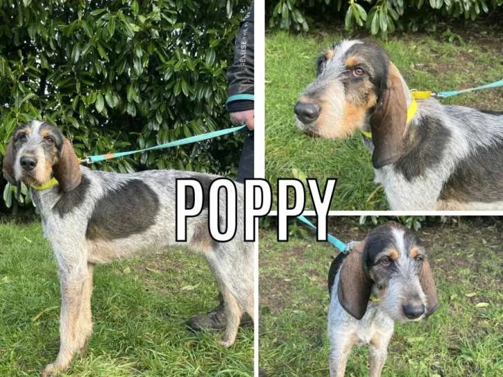 Disponible à l’adoption : chienne courant suisse tricolore