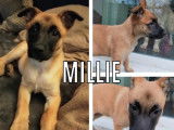 Prêt pour l’adoption : chiot femelle Berger Malinois fauve de 2 mois
