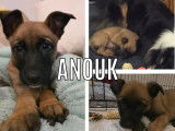 Disponible à l’adoption : chiot femelle Berger Malinois de 2 mois