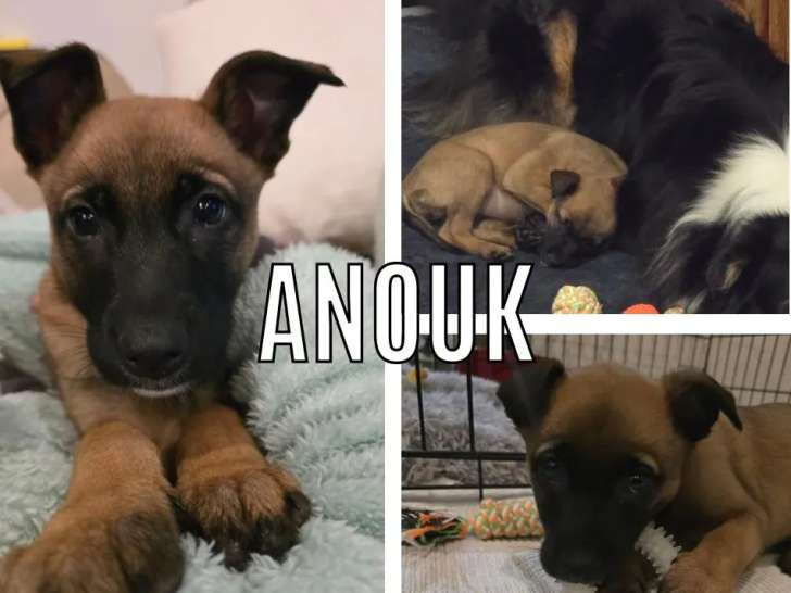 Disponible à l’adoption : chiot femelle Berger Malinois de 2 mois