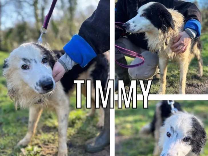 Adoption disponible : chien Border Collie noir et blanc de 2 ans