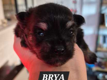 Petite femelle black an tan