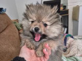 Chiots Loulou de Poméranie à vendre 2 femelles ,1 mâle
