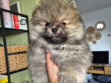 Chiots Loulou de Poméranie à vendre 2 femelles ,1 mâle