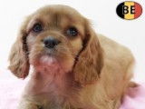 Adorables chiots Cavalier King Charles à vendre