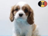 Adorables chiots Cavalier King Charles à vendre