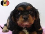 Adorables chiots Cavalier King Charles à vendre