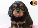 Adorables chiots Cavalier King Charles à vendre